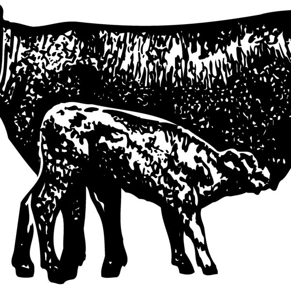 COW029 Thumbnail