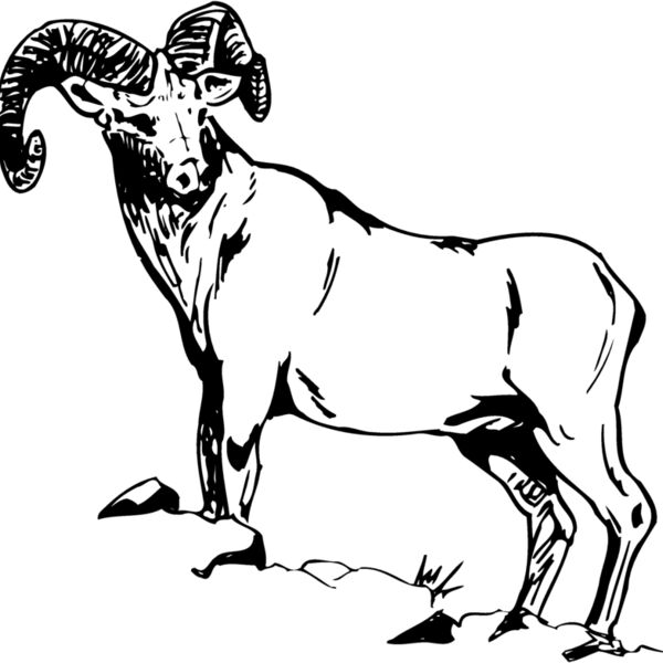 RAM013 Thumbnail