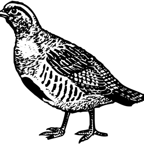 BIRD075 Thumbnail