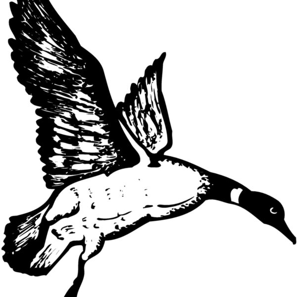 BIRD082 Thumbnail