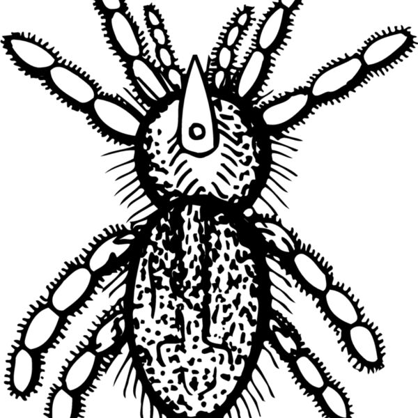 SPIDER05 Thumbnail