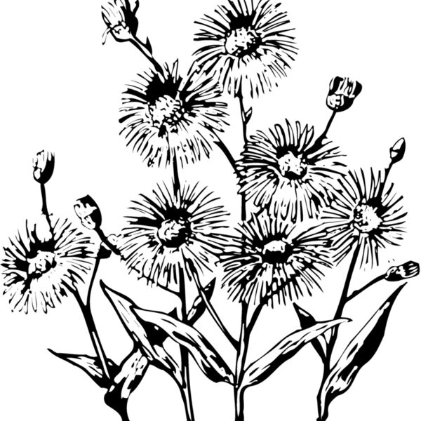 FLOWER22 Thumbnail